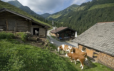 Gemütliche Almhütten